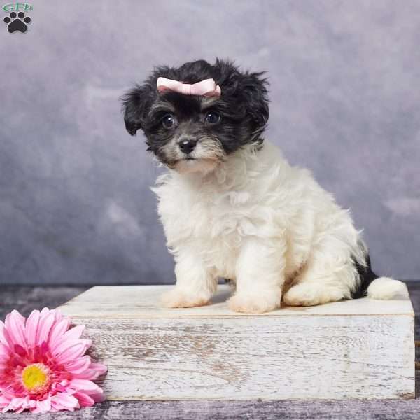 Karla, Havachon Puppy